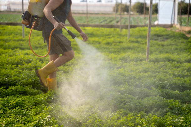 Best Local Pest Control Services  in Lewisville, NC