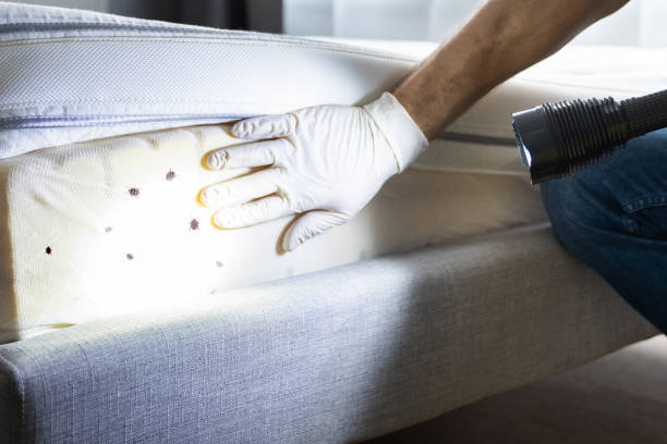 Best Affordable Pest Control Services  in Lewisville, NC